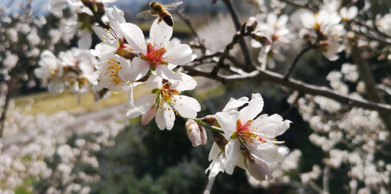 Piccola Casa Toscana Con Giardino Con Vista Mozzafiato Podere Cordicella Eksteriør billede